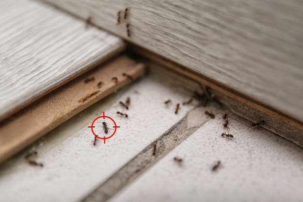 Best Exterminator Services  in Old Jamestown, MO
