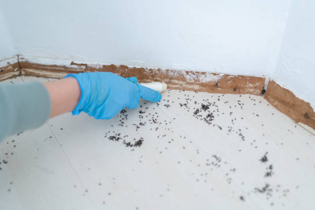 Best Pest Inspection Near Me  in Old Jamestown, MO